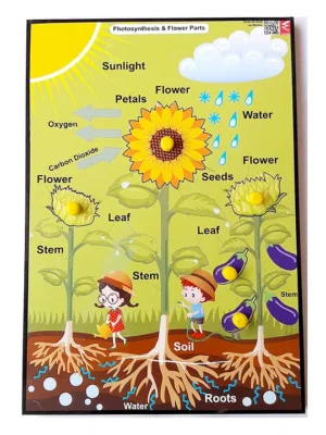 Wooden Photosynthesis & Parts of Plant Educational Knob Tray Multicolor 6 Pieces
