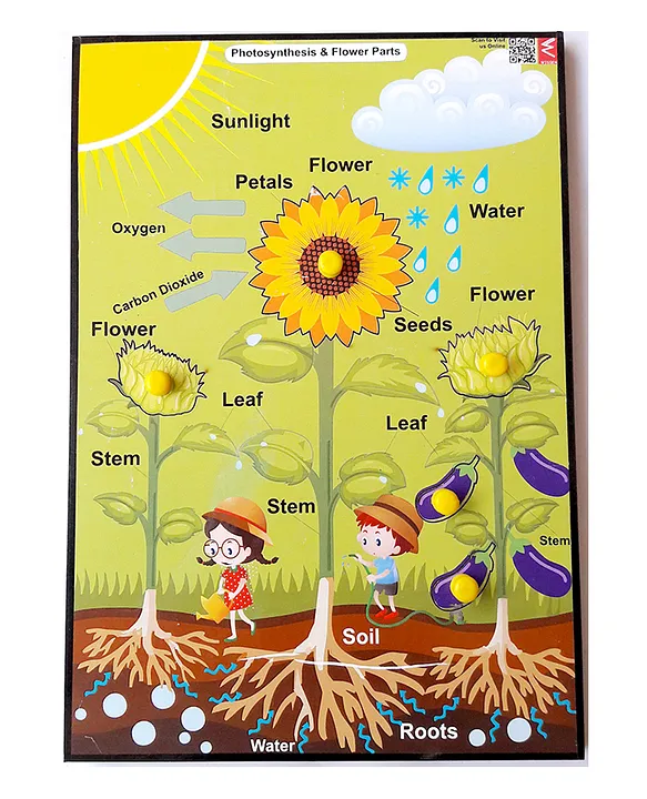 Wooden Photosynthesis & Parts of Plant Educational Knob Tray Multicolor 6 Pieces