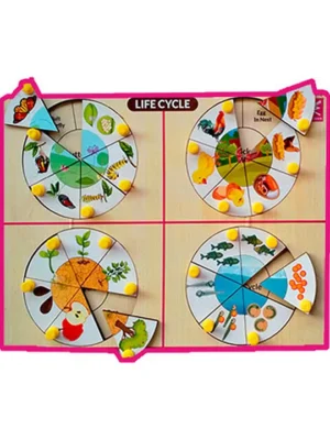 Wooden Life Cycle Knob Peg Inside Board Puzzle Multicolor 24 Pieces