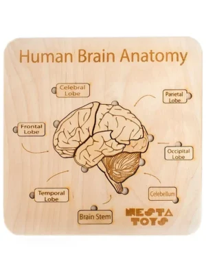 Human Brain Anatomy Puzzle 13 Pieces